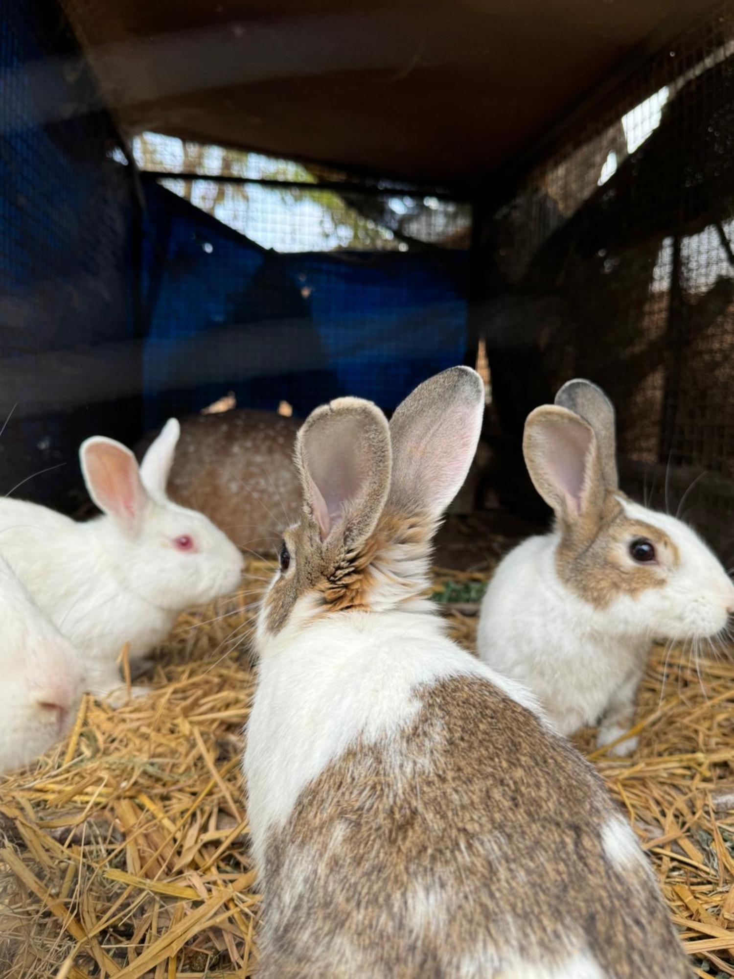 Chikoo Farm Inn Bangalore Dış mekan fotoğraf