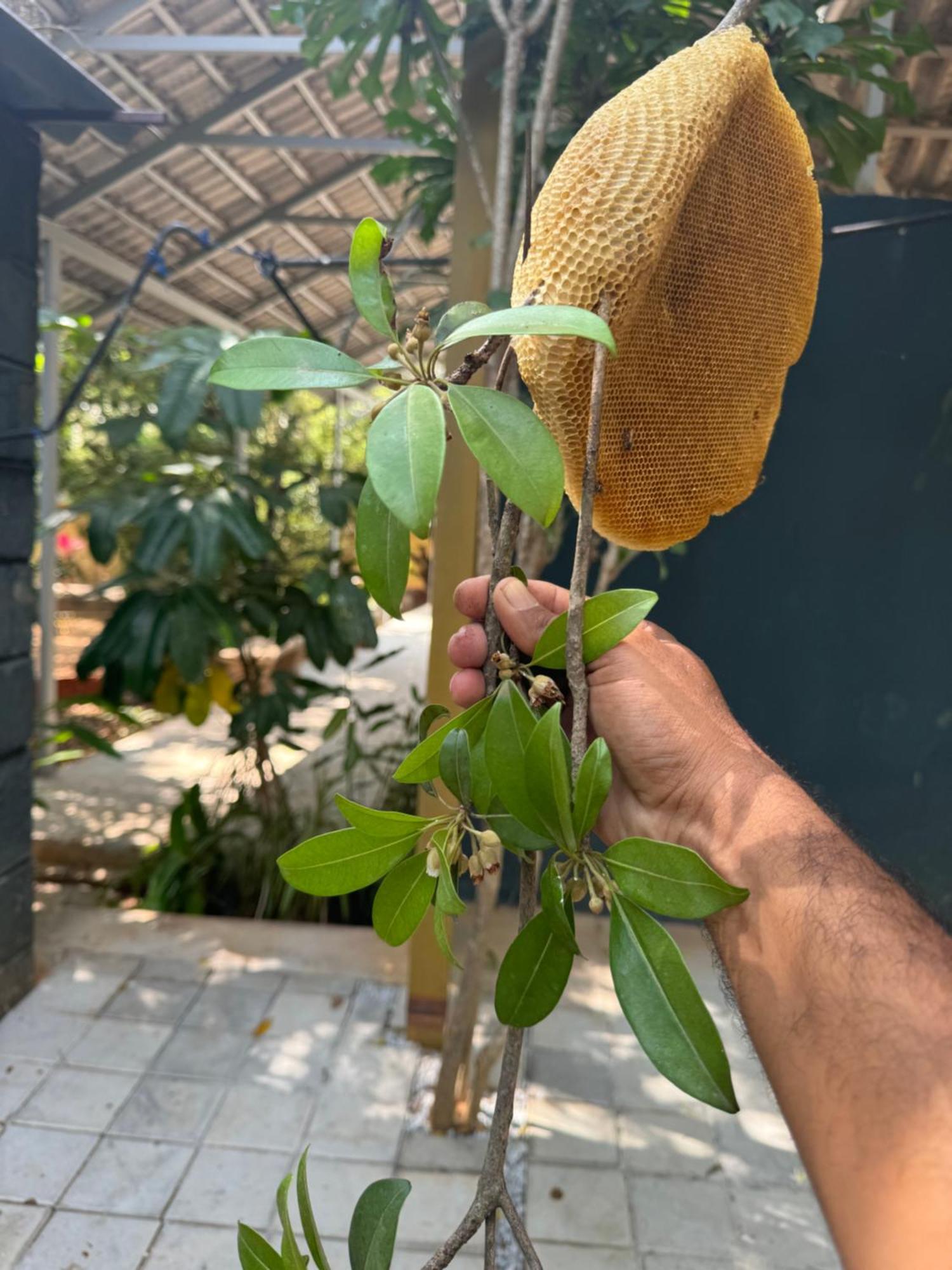 Chikoo Farm Inn Bangalore Dış mekan fotoğraf